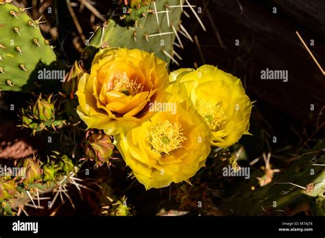 Opuntia at zion national park hi-res stock photography and images - Alamy