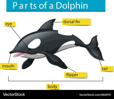 Parts Of A Dolphin Diagram Famous Brand | sogaorganic.co.za