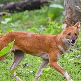 Conservation Research in the Western Ghats - Wildlife Conservation Trust