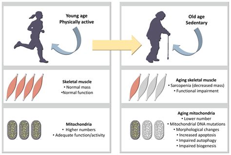 IJMS | Free Full-Text | Inactivity and Skeletal Muscle Metabolism: A Vicious Cycle in Old Age