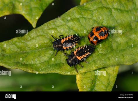 Asian Lady Beetle (Harmonia axyridis), two larvae and a pupa Stock Photo, Royalty Free Image ...