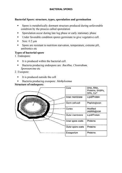 Bacterial spores - Bacterial Spore: structure, types, sporulation and germination Spore is - Studocu