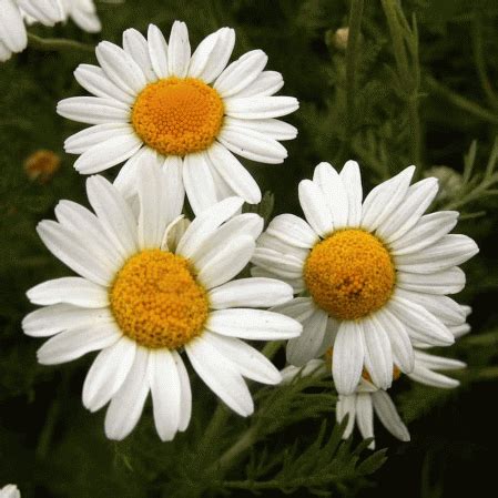 Roman Chamomile Flower Seeds | Everwilde Farms