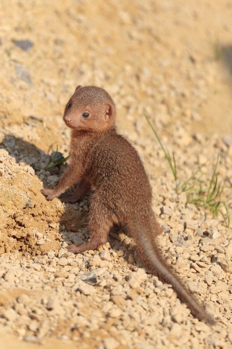 Baby dwarf mongoose :) | Animals | Pinterest