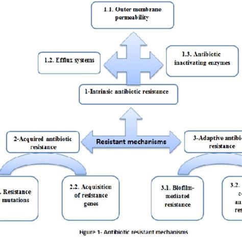 Pseudomonas aeruginosa and the multifactorial antibiotic resistance ...