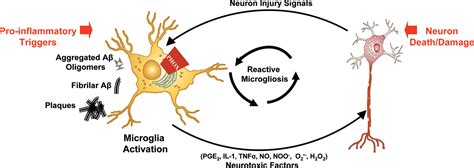 Are Microglia the Most Intelligent Brain Cells