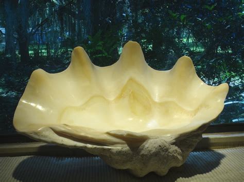 A Very Perfect Beautifull Great Display or Sink Shell