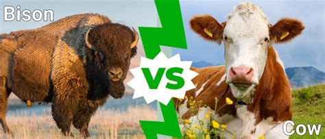 Bison vs Cow: What Are the Differences? - IMP WORLD