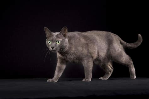 Korat Cat Breed (History, Grooming, Features & More)