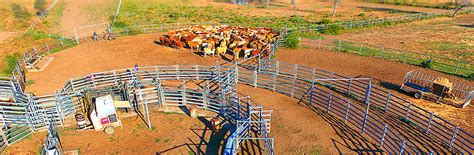 How to Design and Build Better Cattle Yards - Steel Supplies