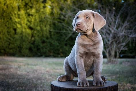 Silver Labrador - Temperament, Training, And Traits