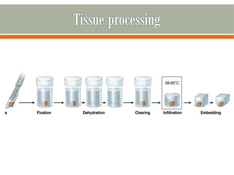 paraffin tissue block | embeded tissue in paraffin | Iran paraffin wax ...