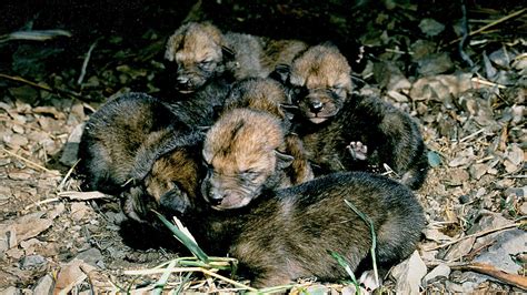 litter-of-newborn-coyote-pups - Oregon Natural Desert Association