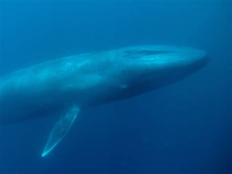 Real Images Of Blue Whale