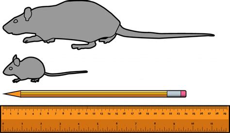 Rat vs Mouse: How to Tell Them Apart - Fantastic Services Guide