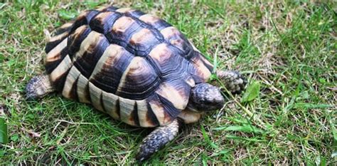 Marginated tortoise for sale | baby Marginated tortoise hatchlings for sale