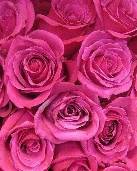 Pin by moonerin on ♡pink♡ | Pink roses, Pink flowers, Pink love