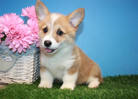 Pembroke Welsh Corgi Puppies For Sale - Long Island Puppies