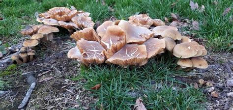 Wild Mushrooms in California Stock Photo - Image of wild, mushrooms: 167363778