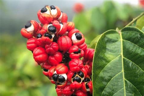 Guarana: Benefits, Mechanism and Side Effects | nooroots