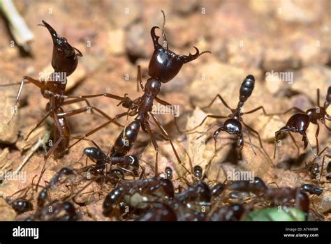 DRIVER ANTS Dorylus sp. Uganda, eastern Africa Stock Photo: 11845258 - Alamy