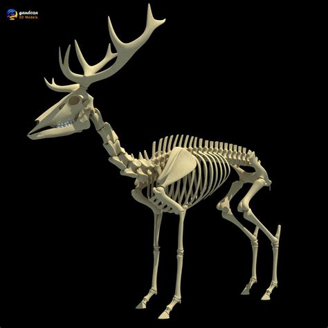 Deer Skeleton by Gandoza on DeviantArt