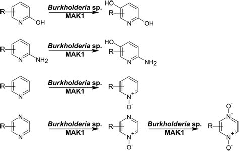 The general scheme of oxyfunctionalization of pyridine and pyrazine... | Download Scientific Diagram