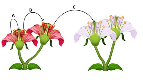 Study the image and choose the option/s that depict self pollination and cross pollination ...