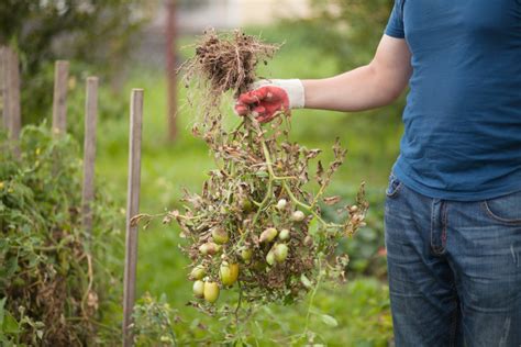 Tomato Blight: How to Spot, Treat & Prevent 3 Types of Blight