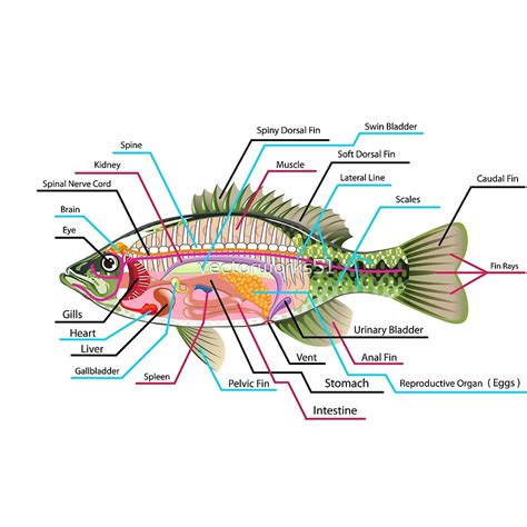 "Fish Organs Labeled Open Bass" by vectorworks51 | Redbubble