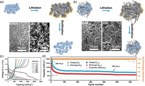 Schematic illustration and SEM images of a) the phosphorene and b ...