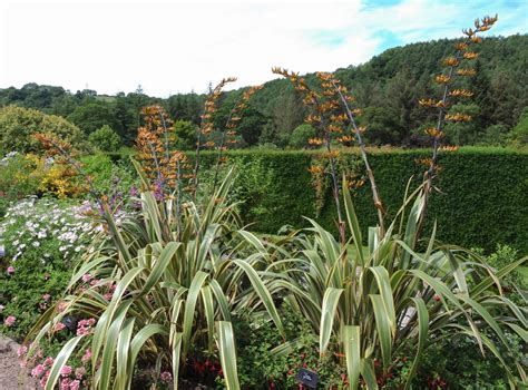 Caring For New Zealand Flax Plant - How To Grow New Zealand Flax Plants