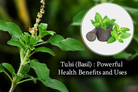 Tulsi (Basil) : Powerful Health Benefits and Uses | Plants Information