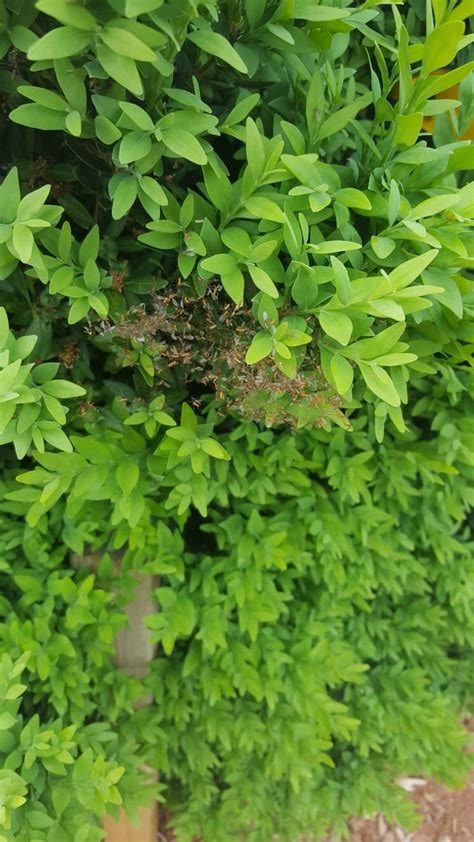 Boxwood Leafminer — NewGen® Boxwood