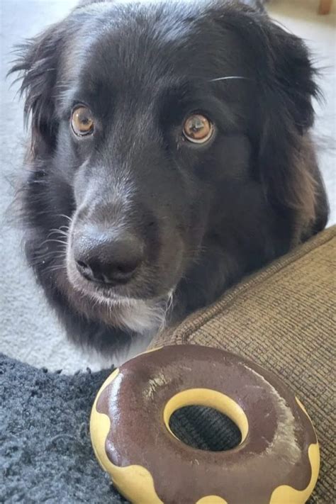 Black Australian Shepherd Guide: Black Tri, Black Bi & All Black