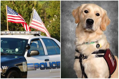 Handsome Golden Retriever Gets Yearbook Photo as K-9 Poses for Students ...