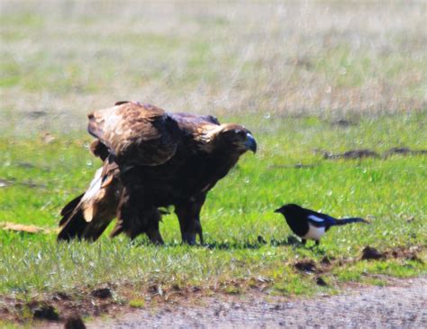 Golden Eagle | Female Golden Eagle | Jennifer | Flickr