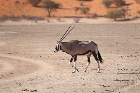 Oryx Antelope Antler - Free photo on Pixabay - Pixabay