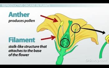 Stamen of a Flower | Definition, Parts & Function - Lesson | Study.com