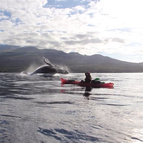 [2023 GUIDE] Best Time for Whale Watching in Maui