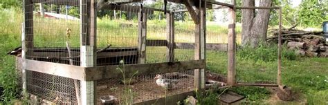 10 Considerations For Your Backyard Duck Coop • Insteading