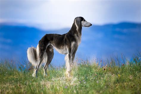 Saluki Dog Breed Guide | Time for Paws