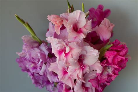 Gladiolus Flower Meaning and Symbolism