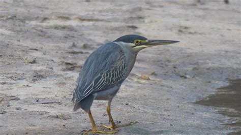 Striated Heron | MarkEisingBirding