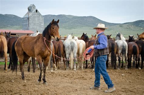 Cowboy Culture — Cowpunch Creative