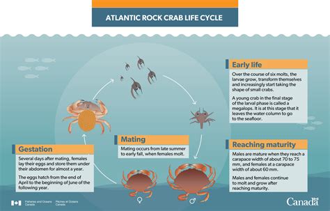 Atlantic rock crab (Cancer irroratus)