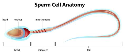 Understanding Sperm Production - human-fertility.com