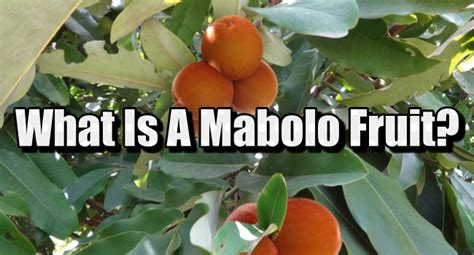 What Is Mabolo Fruit? The Mabolo Fruit Of The Philippines