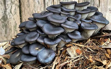 What Is Blue Oyster Mushroom? Benefits, Uses, & Growing Tips