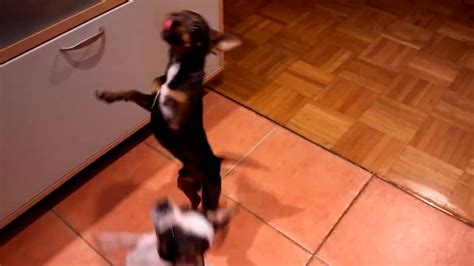 Dancing Chihuahua puppy shows off moves - YouTube